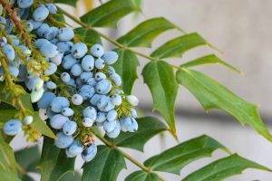 "5 ways mahonia aquifolium can help treat psoriasis"